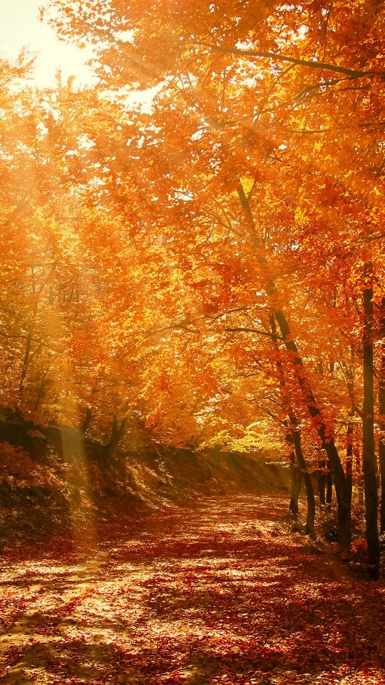 Download Wallpaper 540x960 Autumn Forest Park Foliage Sunlight