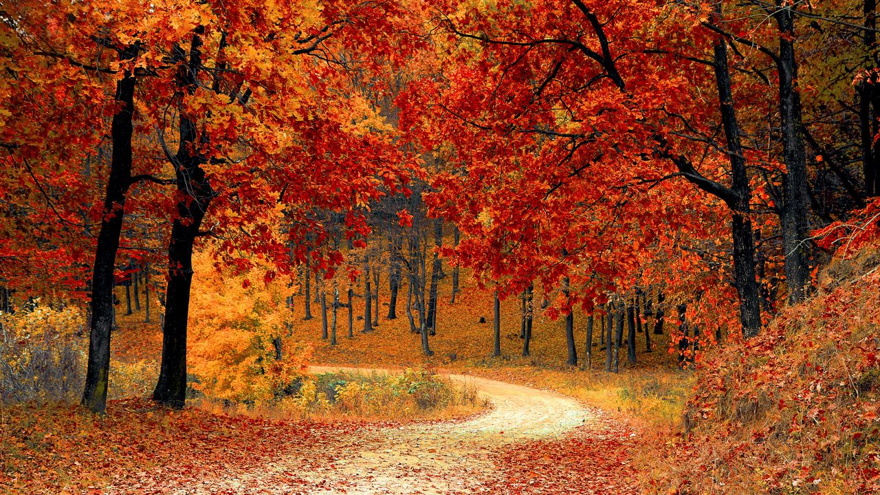 Wallpaper autumn, forest, path, foliage, park, colorful