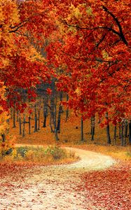 Preview wallpaper autumn, forest, path, foliage, park, colorful
