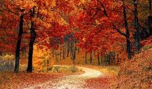 Preview wallpaper autumn, forest, path, foliage, park, colorful