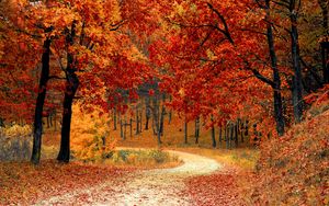 Preview wallpaper autumn, forest, path, foliage, park, colorful