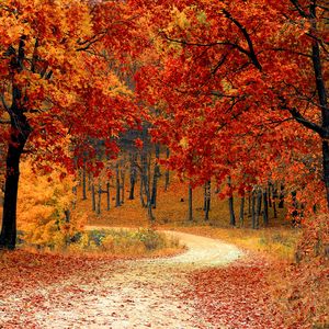Preview wallpaper autumn, forest, path, foliage, park, colorful