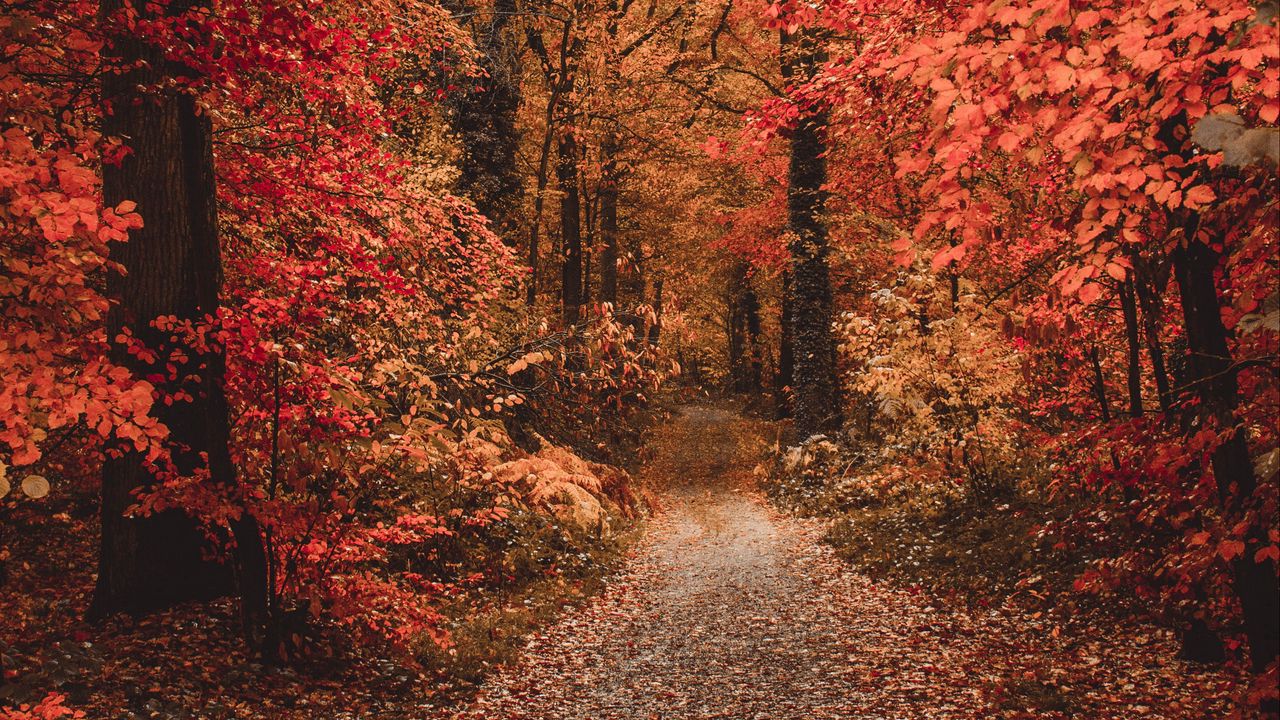 Wallpaper autumn, forest, path, foliage, trees, autumn colors