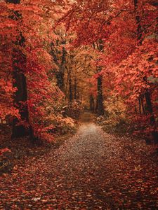 Preview wallpaper autumn, forest, path, foliage, trees, autumn colors