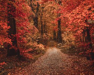 Preview wallpaper autumn, forest, path, foliage, trees, autumn colors