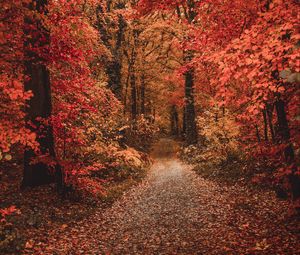 Preview wallpaper autumn, forest, path, foliage, trees, autumn colors