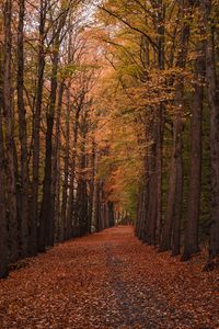 Preview wallpaper autumn, forest, path, trees, foliage