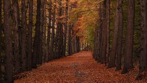 Preview wallpaper autumn, forest, path, trees, foliage