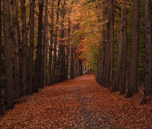 Preview wallpaper autumn, forest, path, trees, foliage