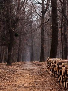 Preview wallpaper autumn, forest, road, foliage