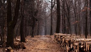 Preview wallpaper autumn, forest, road, foliage