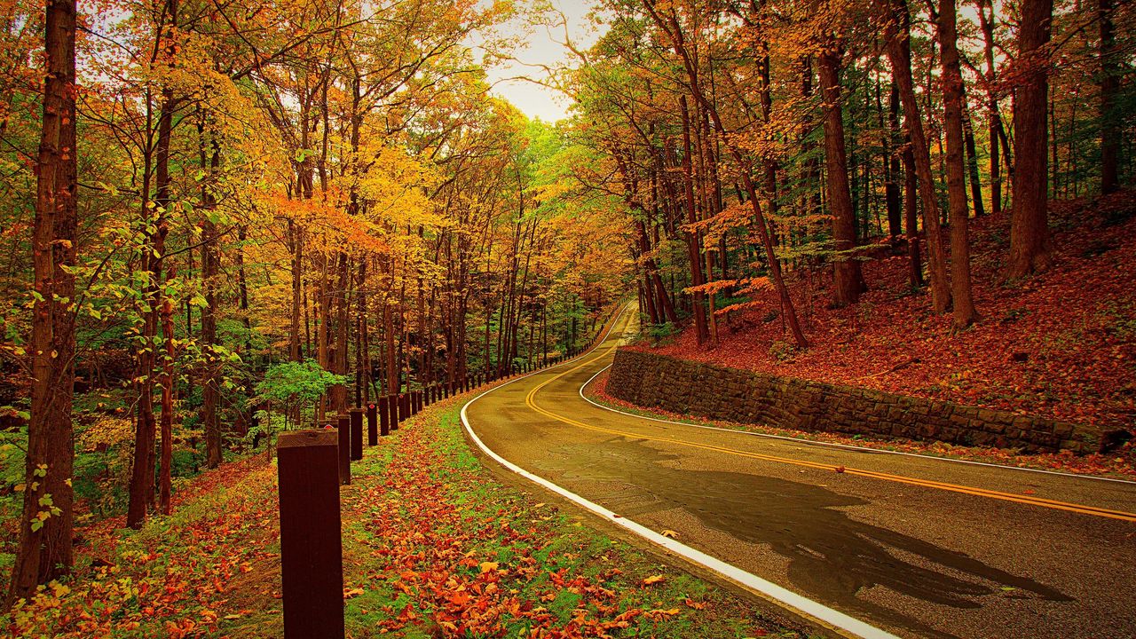 Wallpaper autumn, forest, road, turn