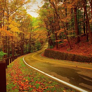 Preview wallpaper autumn, forest, road, turn