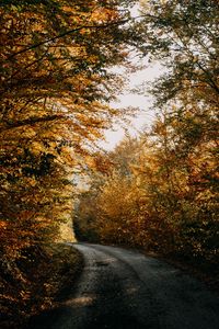 Preview wallpaper autumn, forest, road, trees, shadows