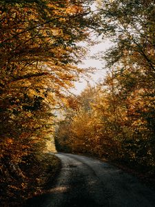 Preview wallpaper autumn, forest, road, trees, shadows