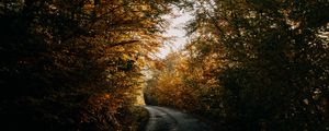 Preview wallpaper autumn, forest, road, trees, shadows