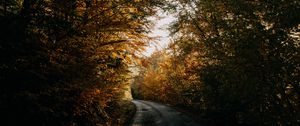 Preview wallpaper autumn, forest, road, trees, shadows