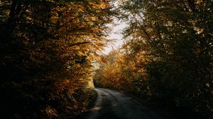 Preview wallpaper autumn, forest, road, trees, shadows