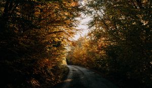 Preview wallpaper autumn, forest, road, trees, shadows