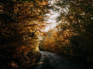 Preview wallpaper autumn, forest, road, trees, shadows