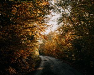 Preview wallpaper autumn, forest, road, trees, shadows