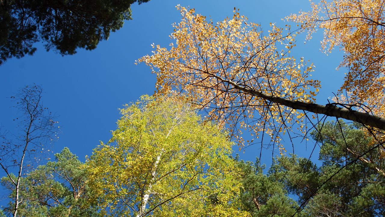 Wallpaper autumn, forest, sky