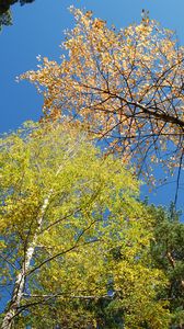 Preview wallpaper autumn, forest, sky