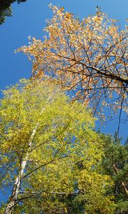 Preview wallpaper autumn, forest, sky