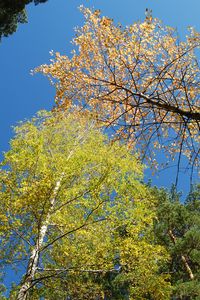 Preview wallpaper autumn, forest, sky