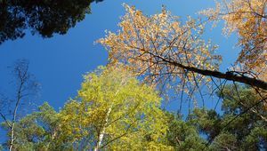 Preview wallpaper autumn, forest, sky