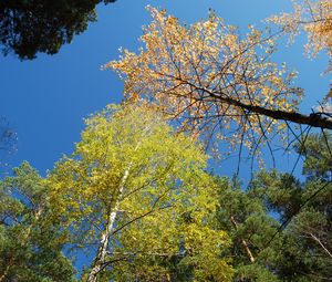 Preview wallpaper autumn, forest, sky