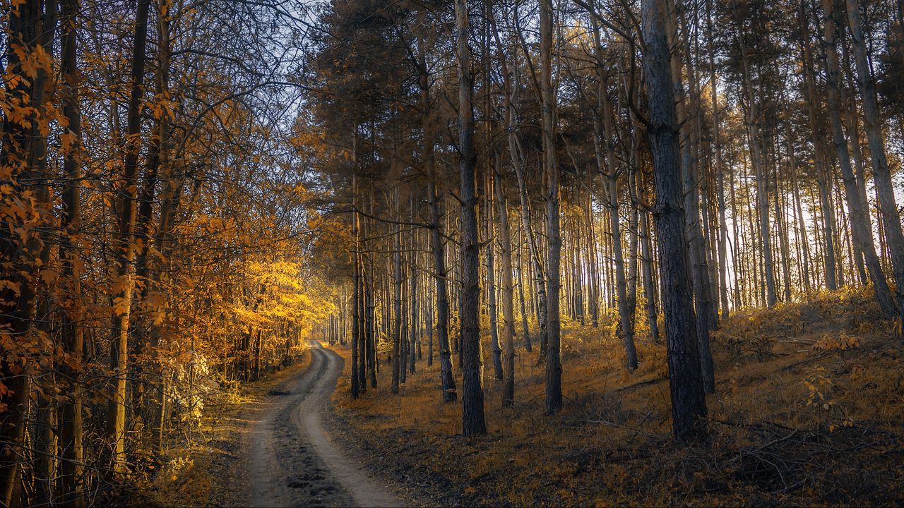 Wallpaper autumn, forest, trail, grass, trees