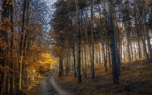 Preview wallpaper autumn, forest, trail, grass, trees