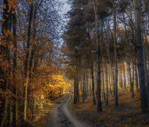 Preview wallpaper autumn, forest, trail, grass, trees