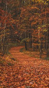 Preview wallpaper autumn, forest, trail, leaves, fallen, trees, turn