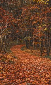 Preview wallpaper autumn, forest, trail, leaves, fallen, trees, turn