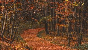 Preview wallpaper autumn, forest, trail, leaves, fallen, trees, turn