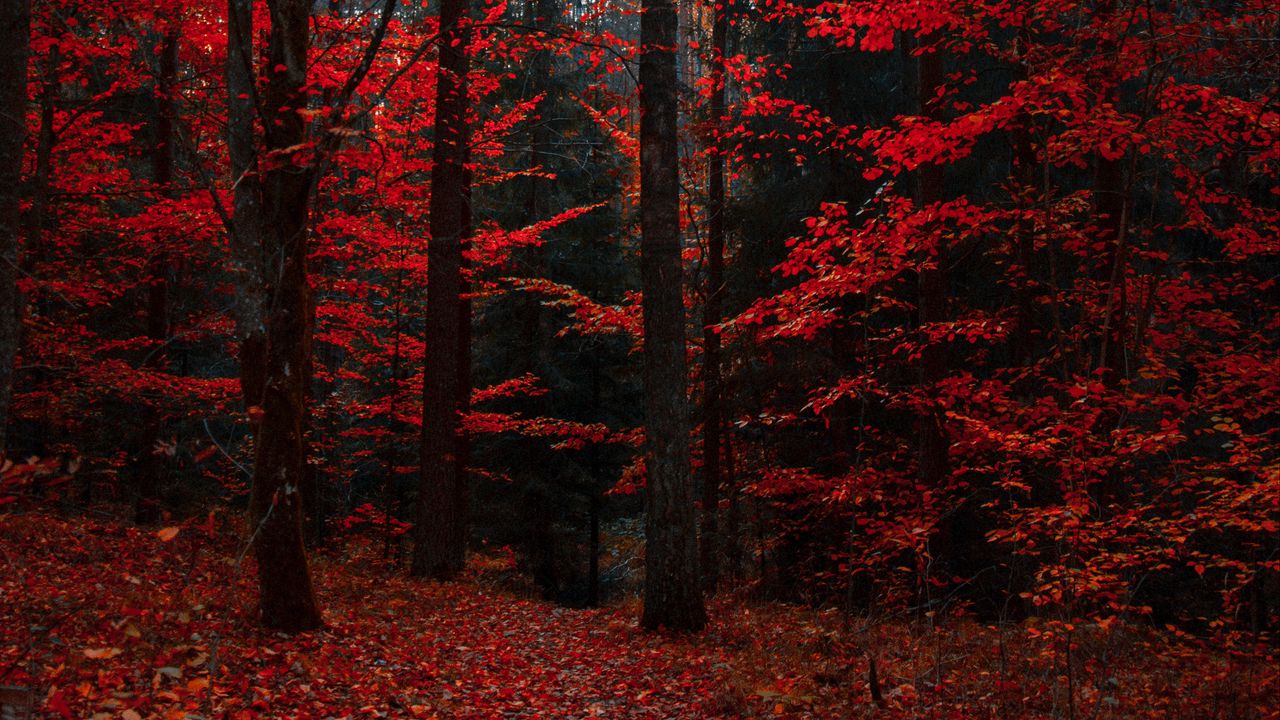Wallpaper autumn, forest, trees, foliage, autumn colors