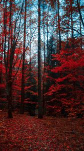 Preview wallpaper autumn, forest, trees, foliage, autumn colors