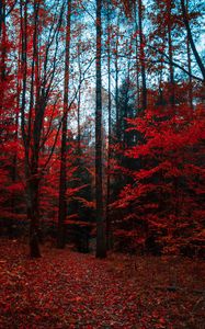 Preview wallpaper autumn, forest, trees, foliage, autumn colors