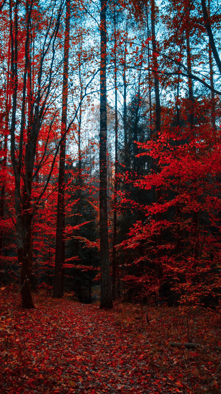 938x1668 Wallpaper autumn, forest, trees, foliage, autumn colors