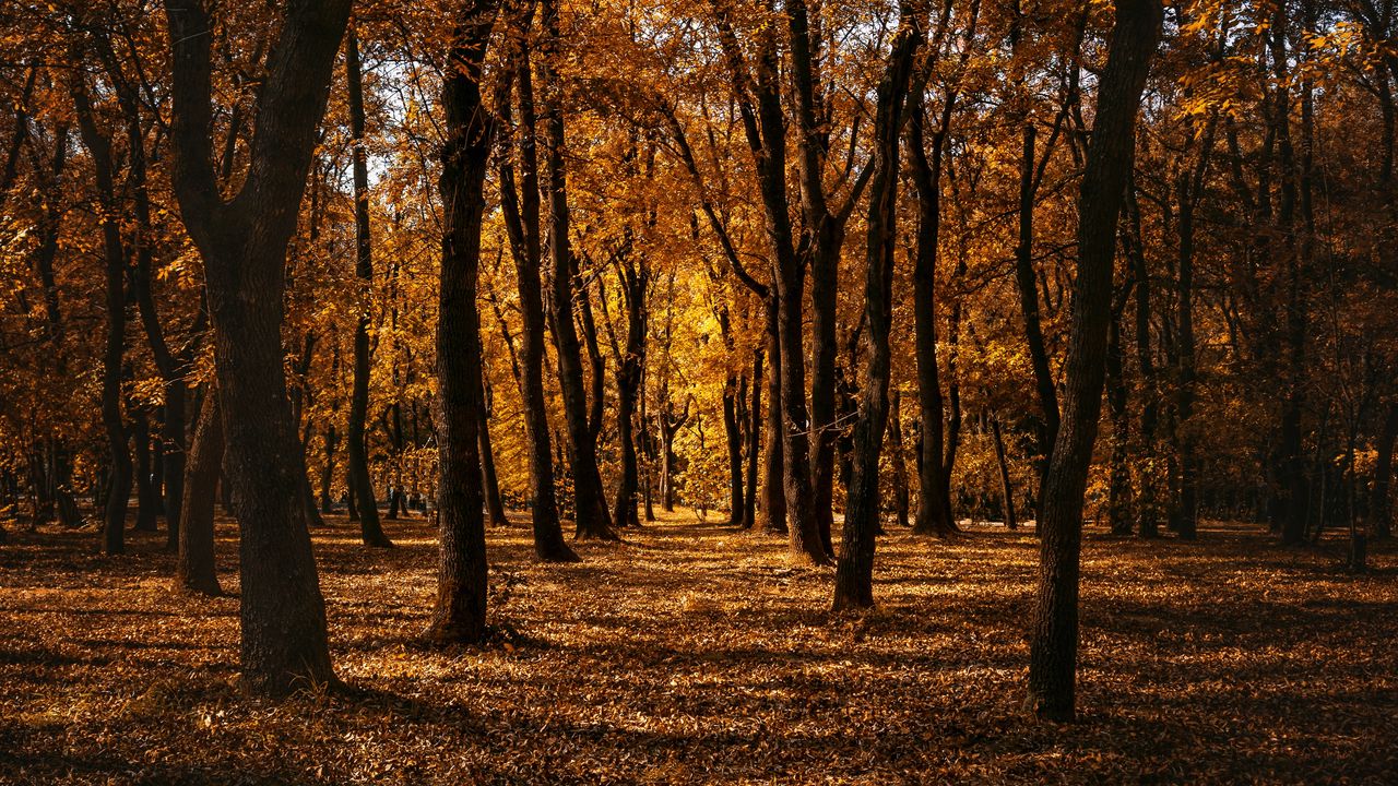 Wallpaper autumn, forest, trees, park, path