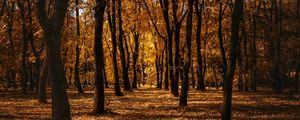 Preview wallpaper autumn, forest, trees, park, path
