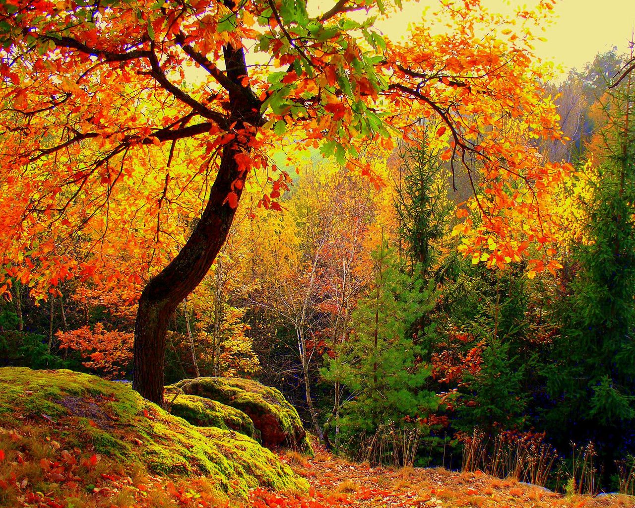 Download Wallpaper 1280x1024 Autumn Forest Trees Landscape Standard