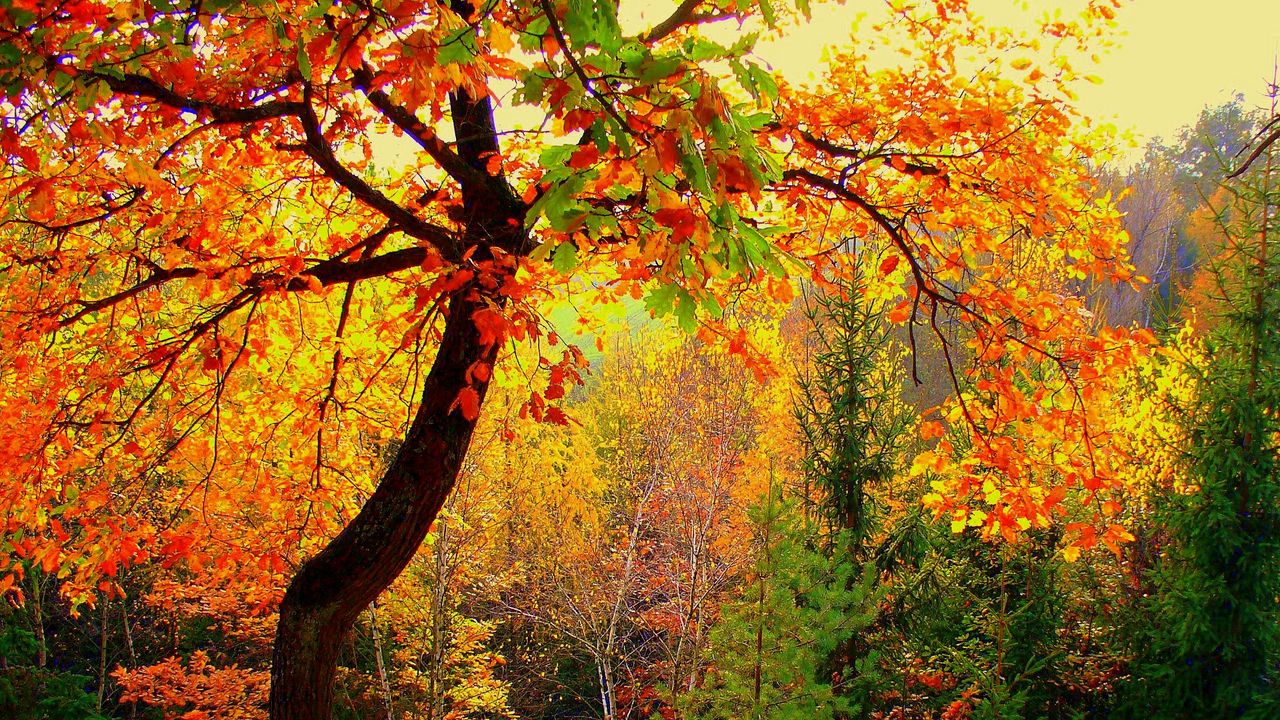 Wallpaper autumn, forest, trees, landscape