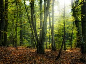 Preview wallpaper autumn, forest, trees