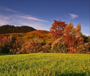 Preview wallpaper autumn, grass, trees, field, sky