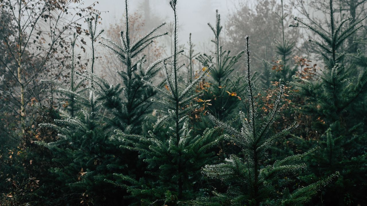 Wallpaper autumn, landscape, christmas trees, spruces, trees, forest, fog