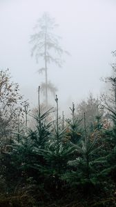 Preview wallpaper autumn, landscape, christmas trees, spruces, trees, forest, fog