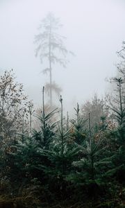 Preview wallpaper autumn, landscape, christmas trees, spruces, trees, forest, fog